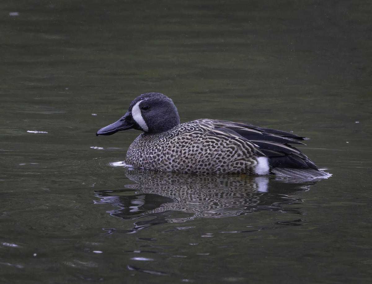 Blue-winged Teal - ML617574542