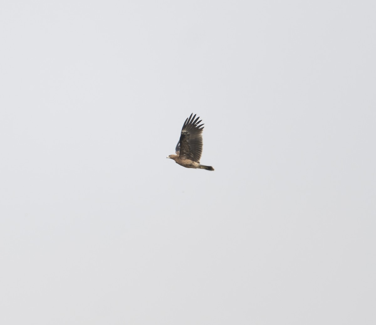 Greater Spotted Eagle - ML617574547