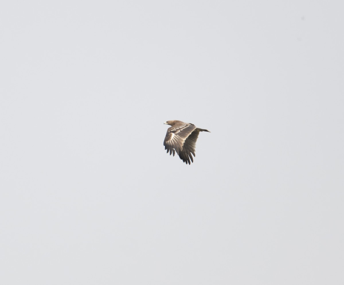 Greater Spotted Eagle - David Darrell-Lambert
