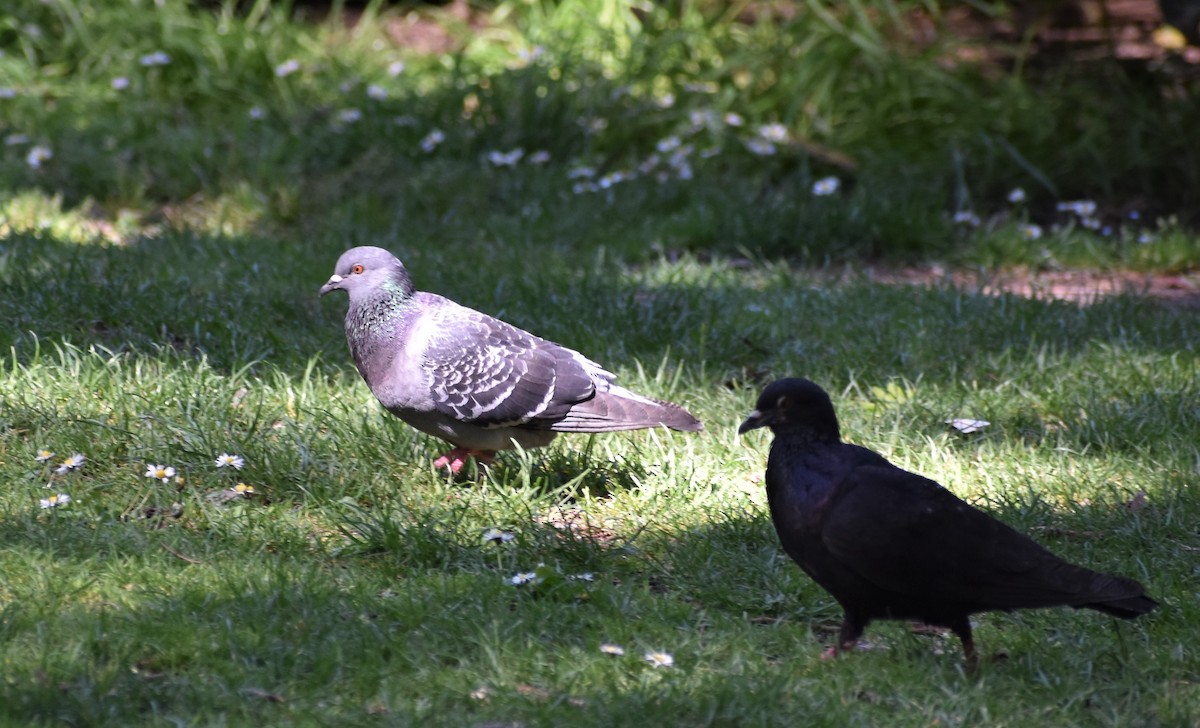 Rock Pigeon (Feral Pigeon) - ML617574592