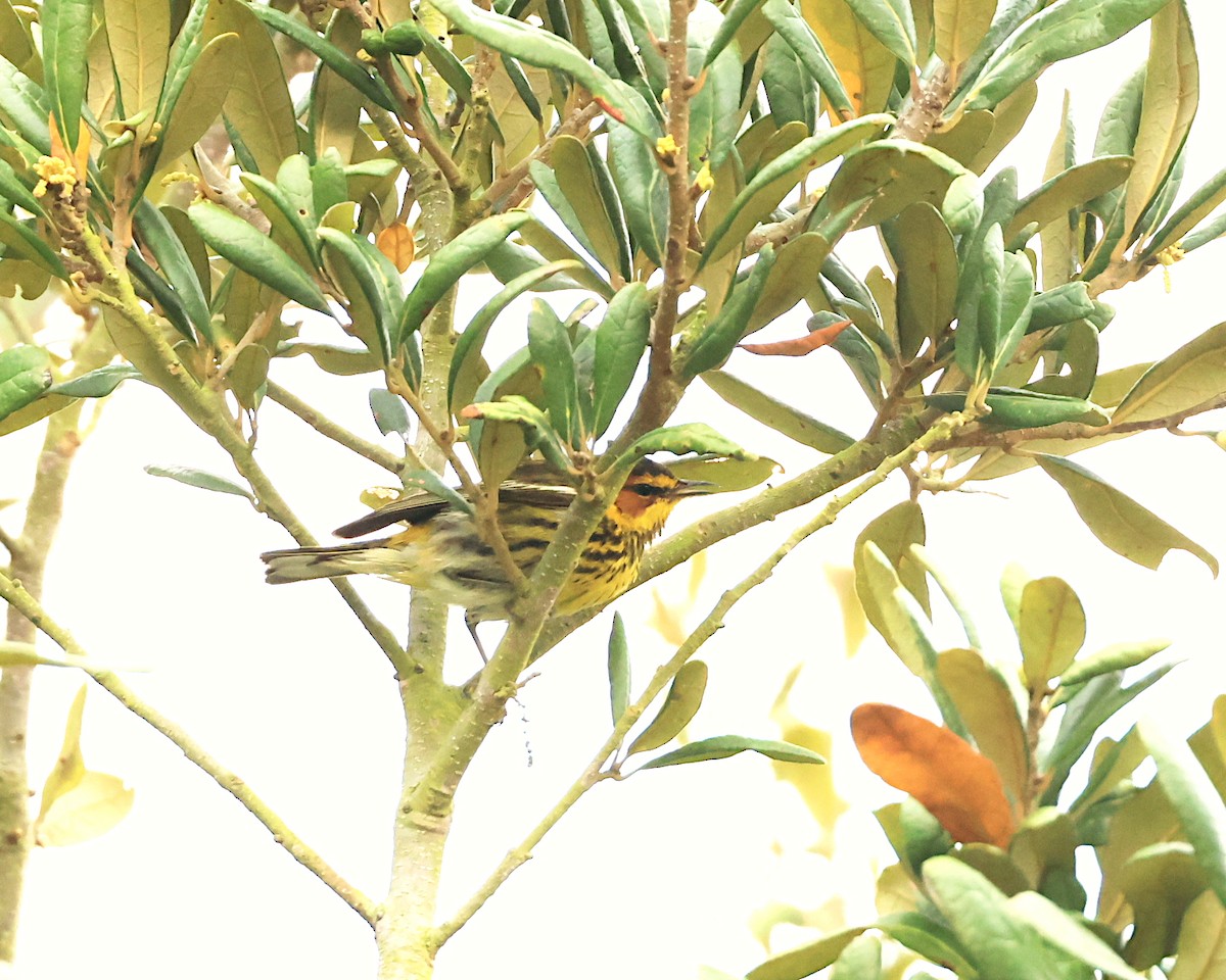 Cape May Warbler - ML617574601