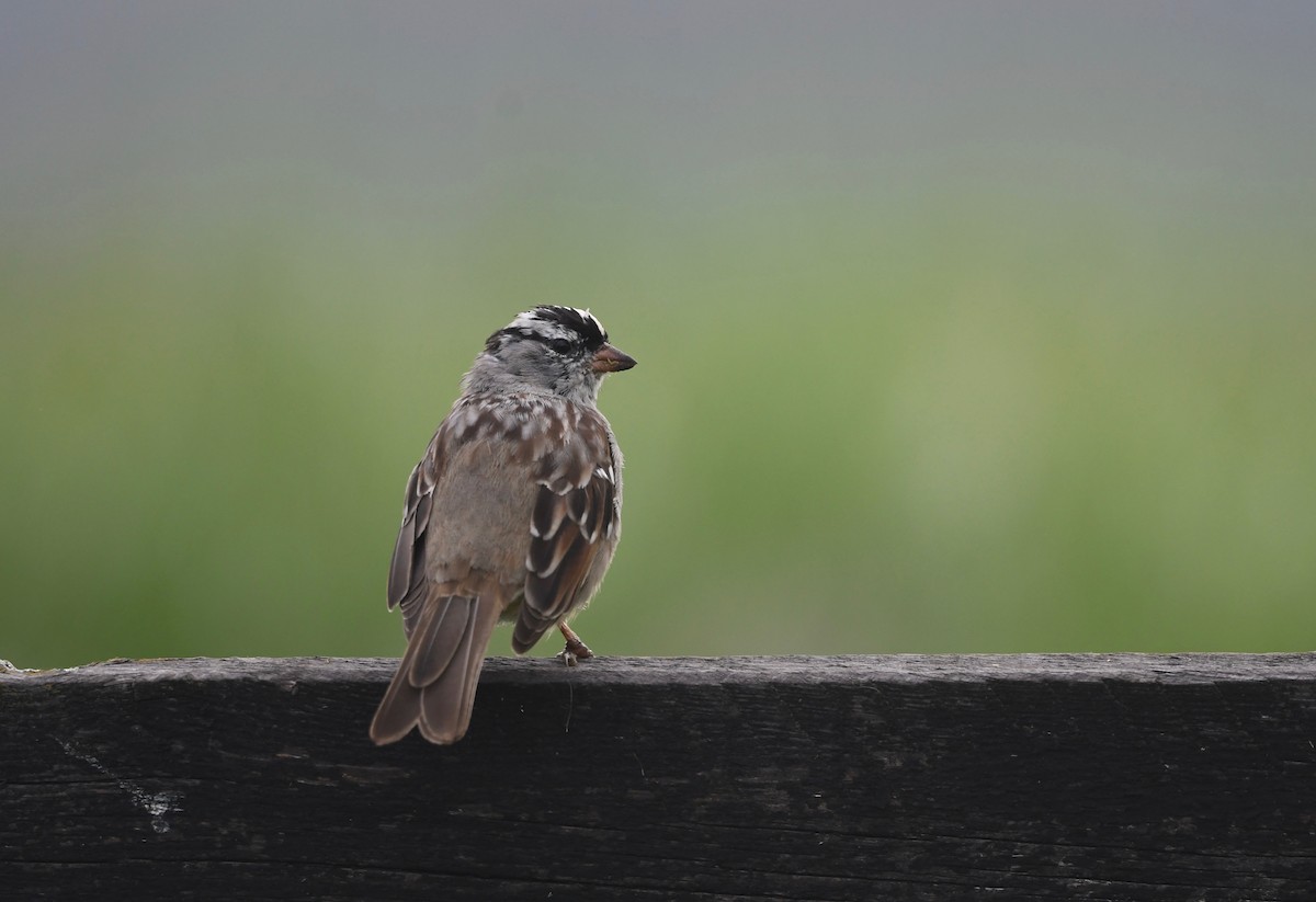White-crowned Sparrow (Dark-lored) - ML617574620