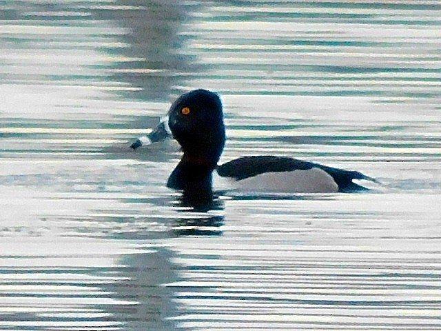 Ring-necked Duck - ML617574660