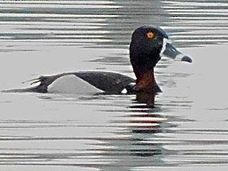 Ring-necked Duck - ML617574661
