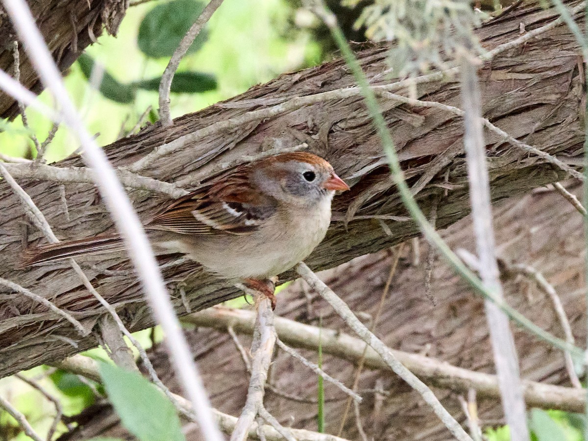 Field Sparrow - Scott Ramos
