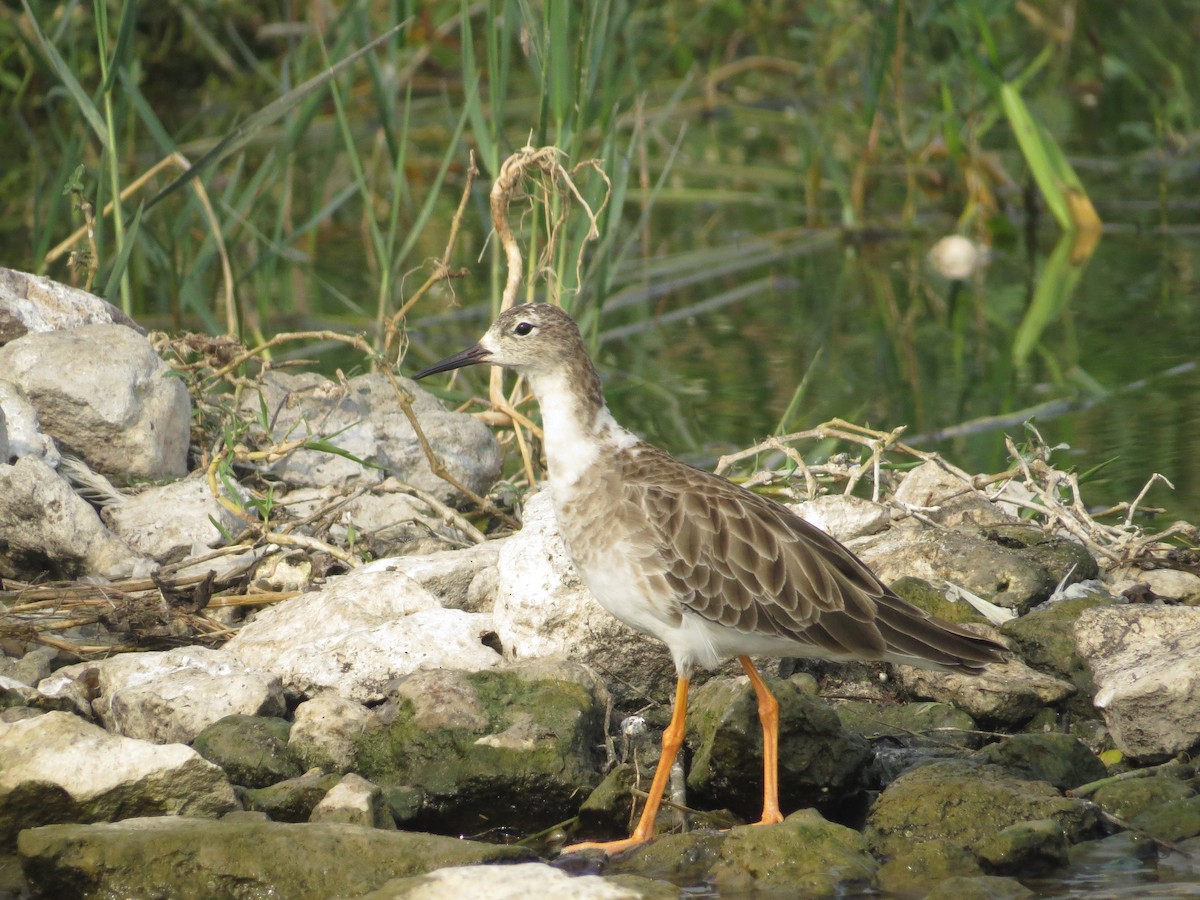 Common Redshank - Swansy Afonso