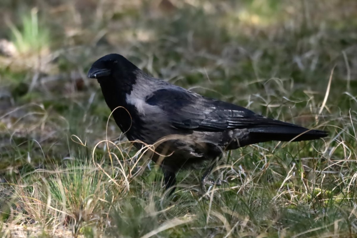 Carrion x Hooded Crow (hybrid) - ML617574706