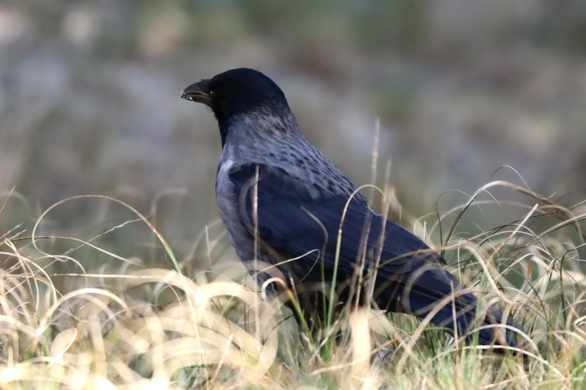 Carrion x Hooded Crow (hybrid) - ML617574708