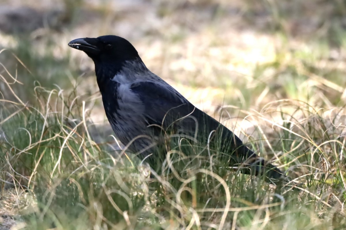 Carrion x Hooded Crow (hybrid) - ML617574709