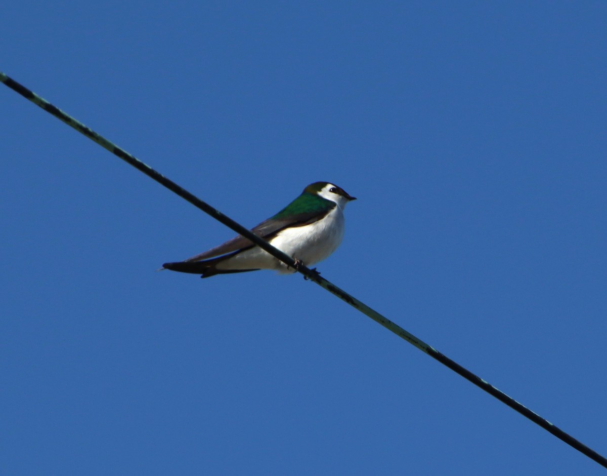 Violet-green Swallow - ML617574710