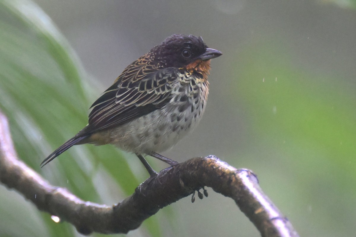 Rufous-throated Tanager - ML617574718