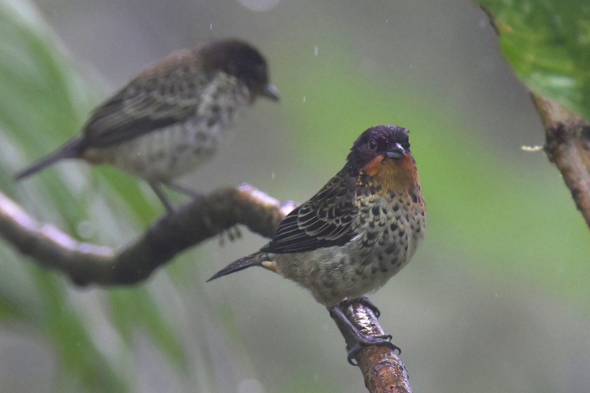 Rufous-throated Tanager - ML617574719