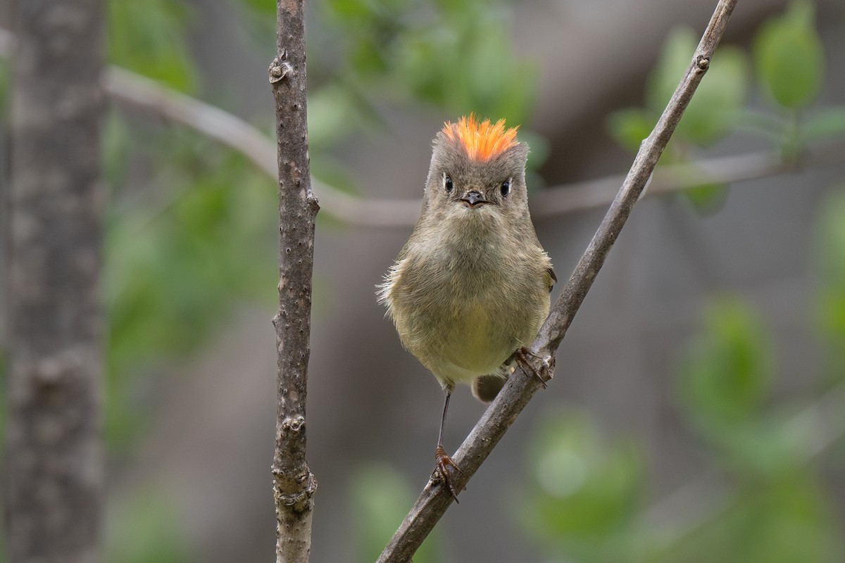 Ruby-crowned Kinglet - Ian Campbell