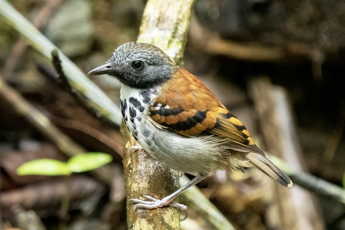 Spotted Antbird - ML617574739