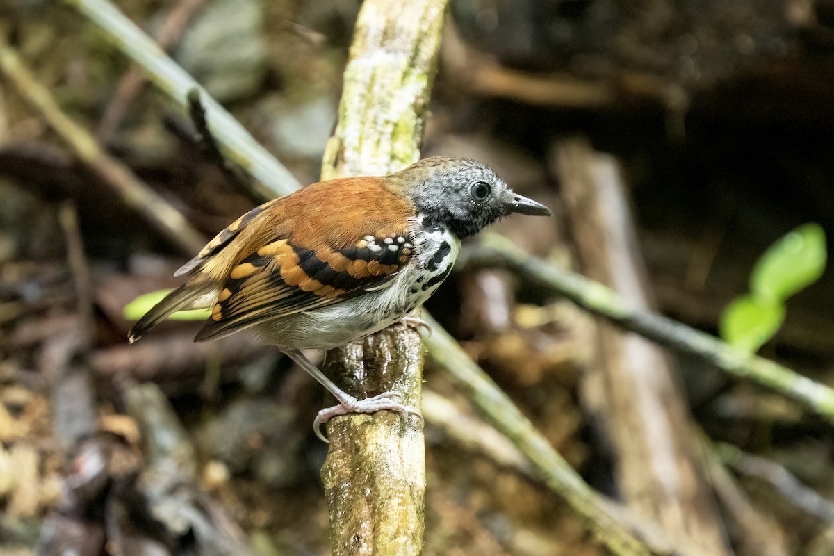 Spotted Antbird - ML617574742