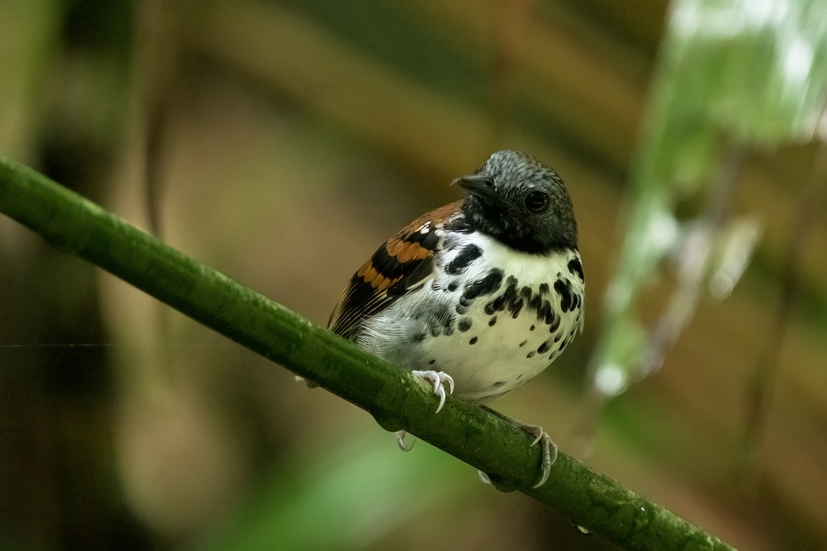 Spotted Antbird - ML617574744