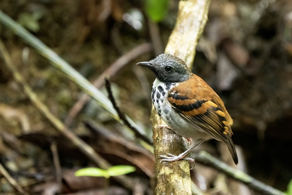 Spotted Antbird - ML617574745