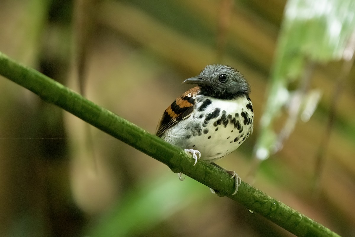 Spotted Antbird - ML617574747