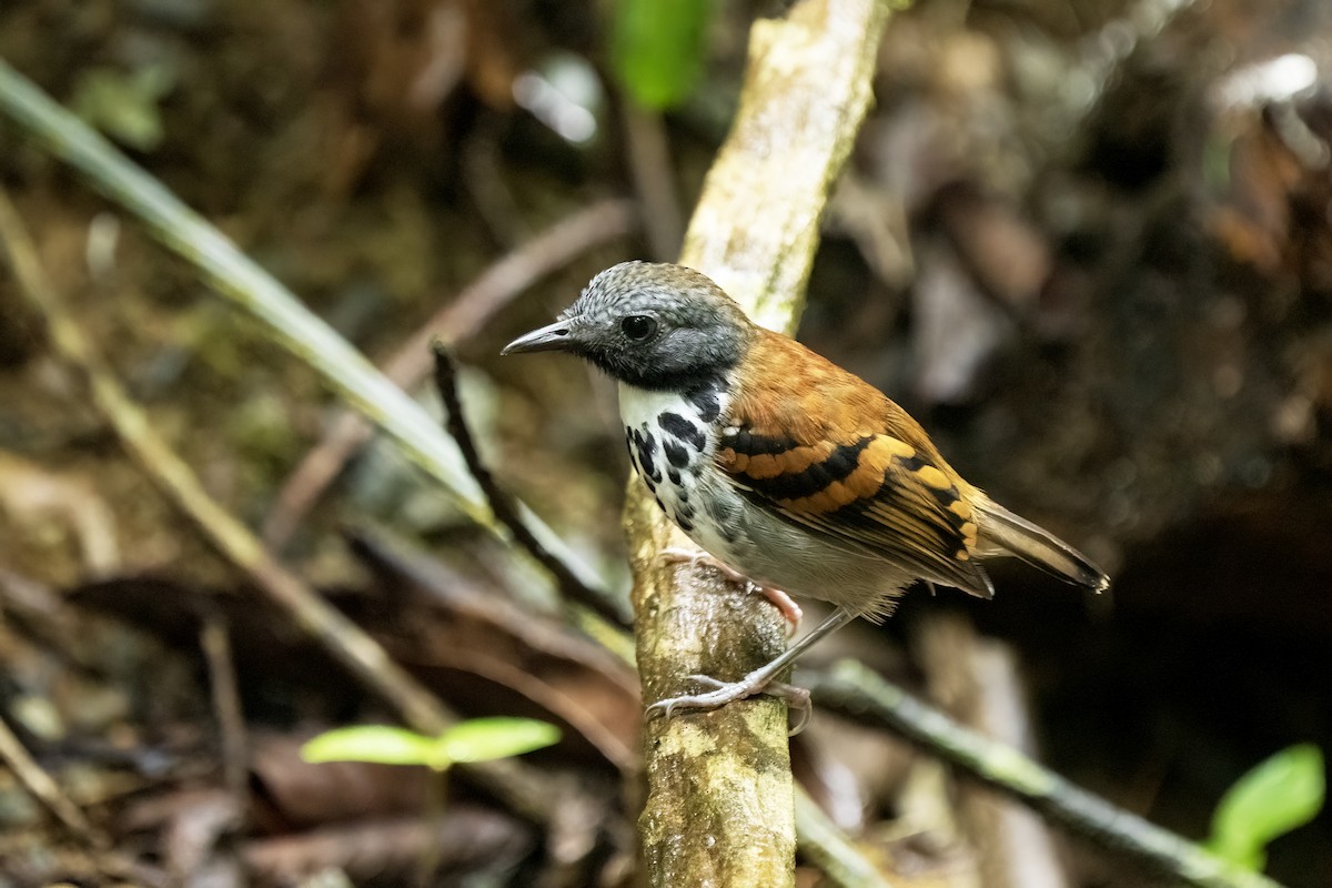 Spotted Antbird - ML617574748