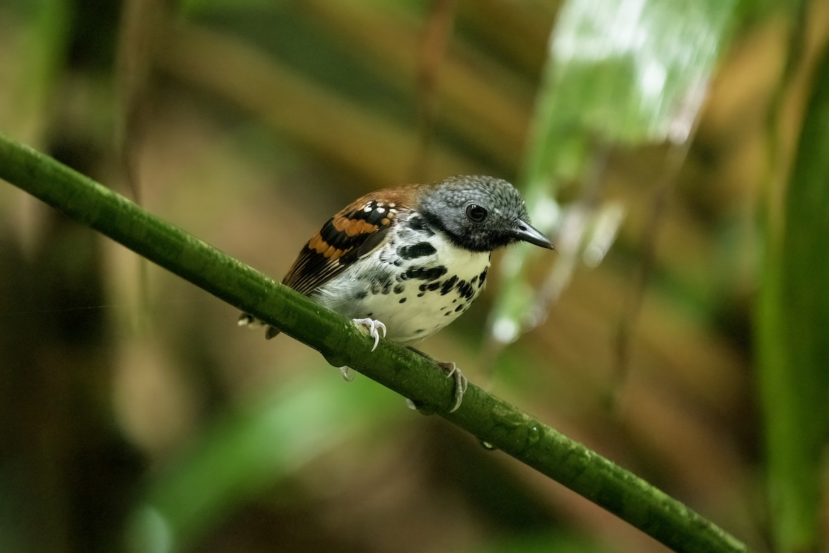 Spotted Antbird - ML617574749