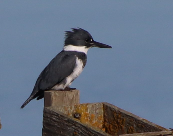 Belted Kingfisher - ML617574806