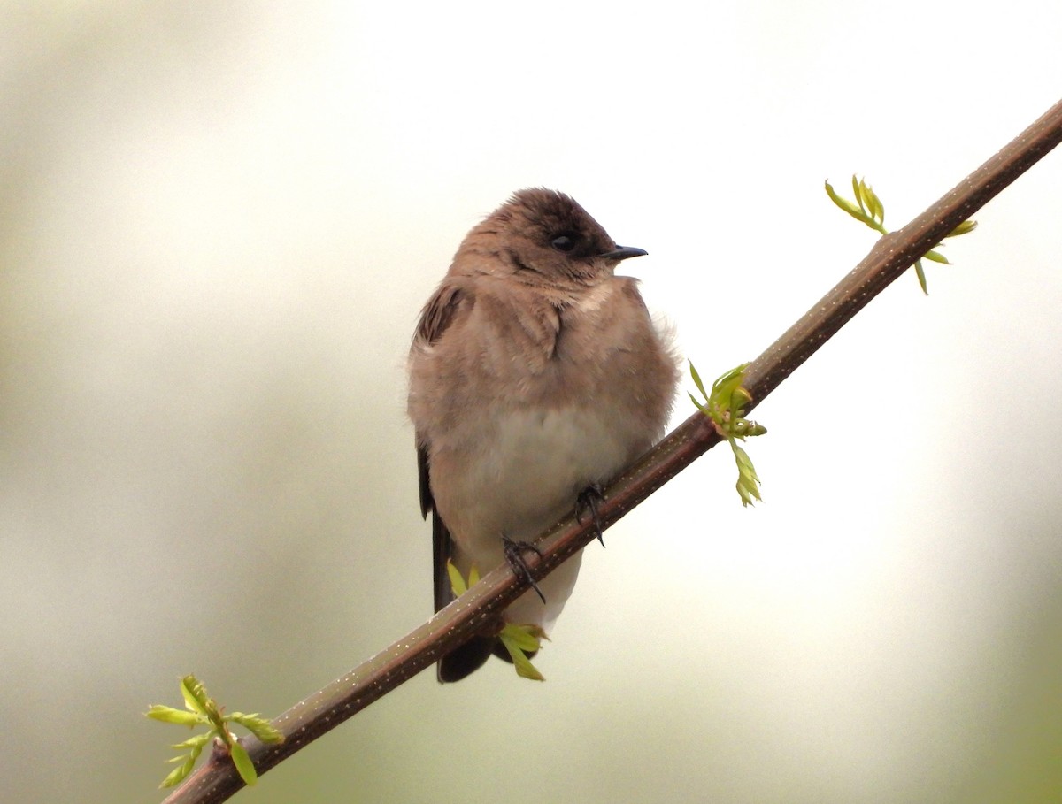 Northern Rough-winged Swallow - Ken Vinciquerra