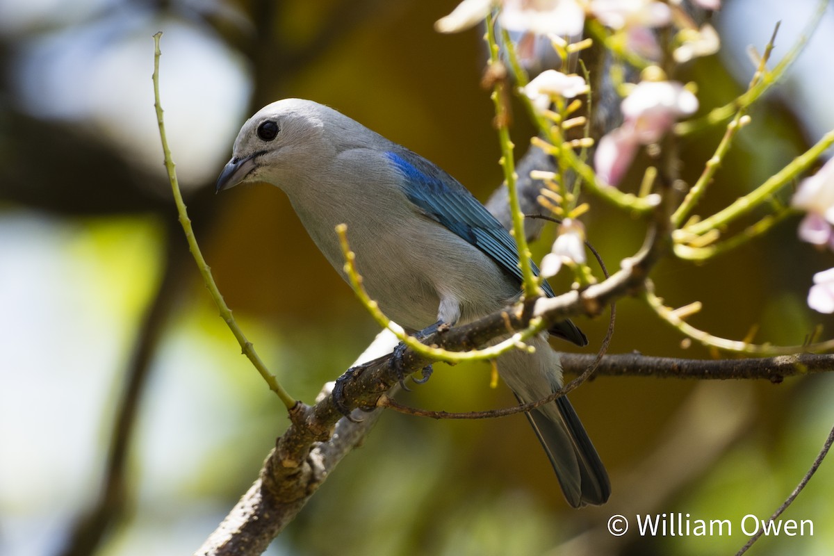 Blue-gray Tanager - ML617574839