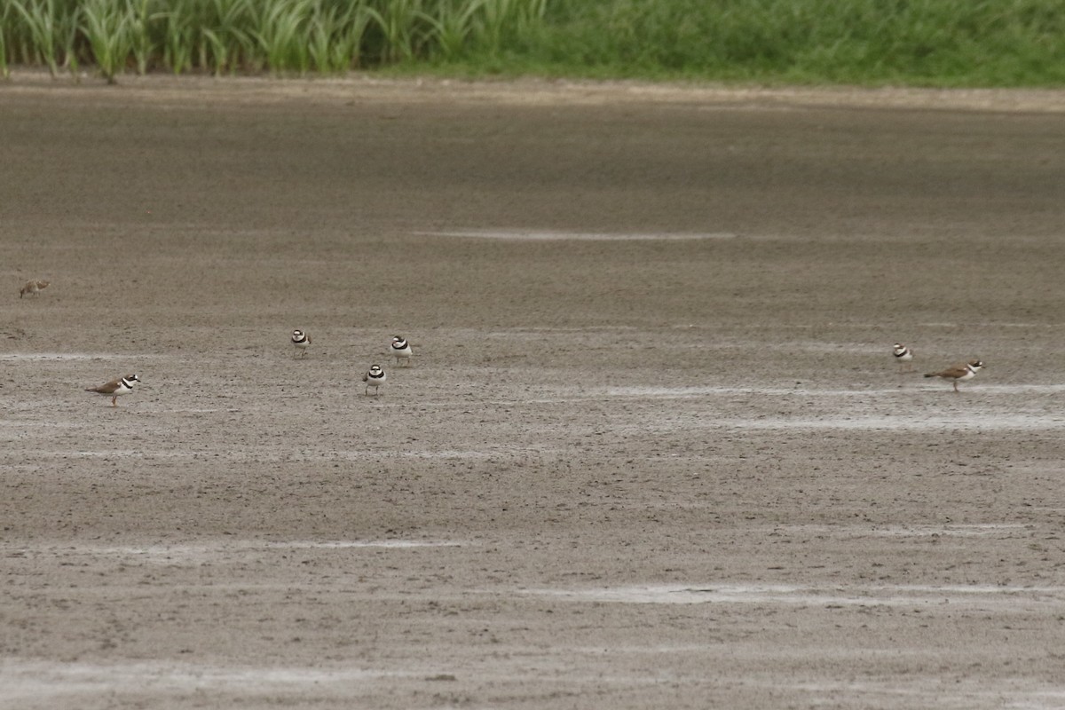 Semipalmated Plover - ML617574854