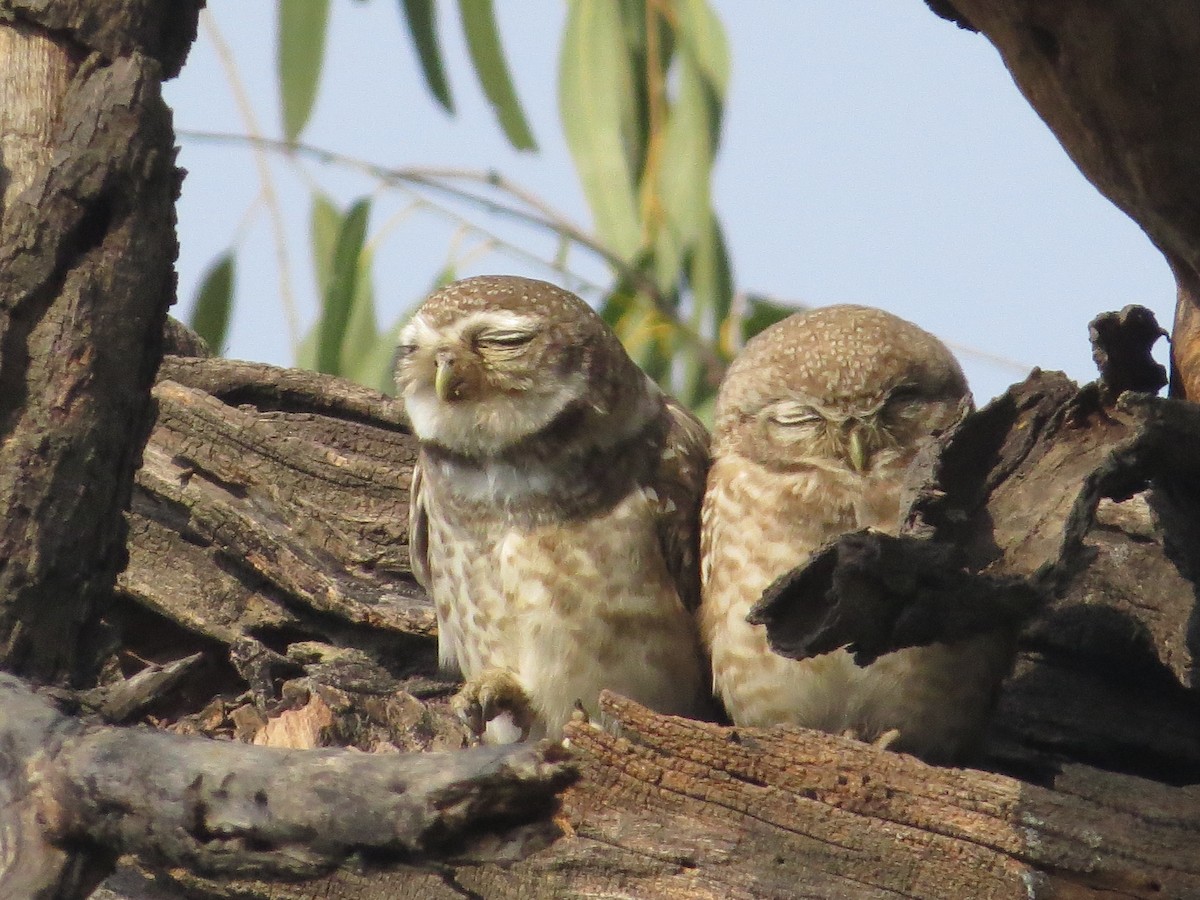 Spotted Owlet - ML617574922