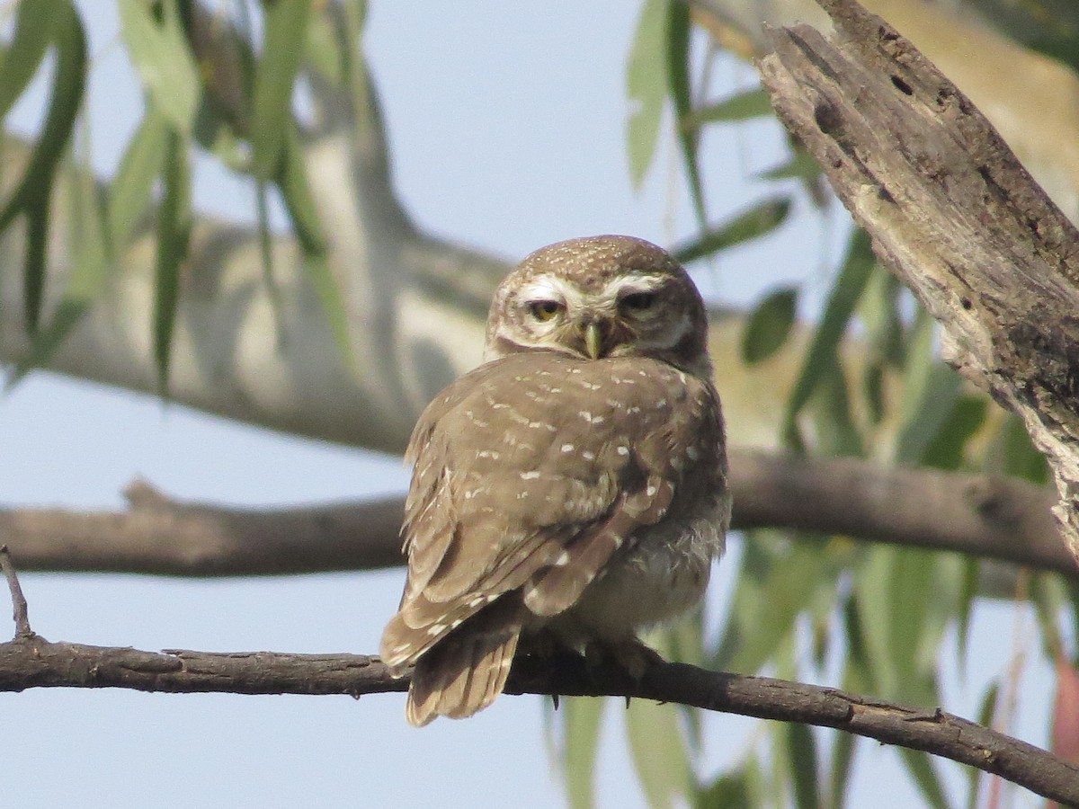 Spotted Owlet - ML617574923