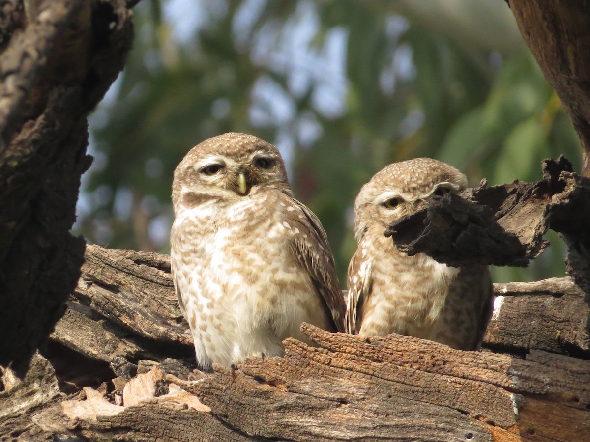 Spotted Owlet - ML617574926