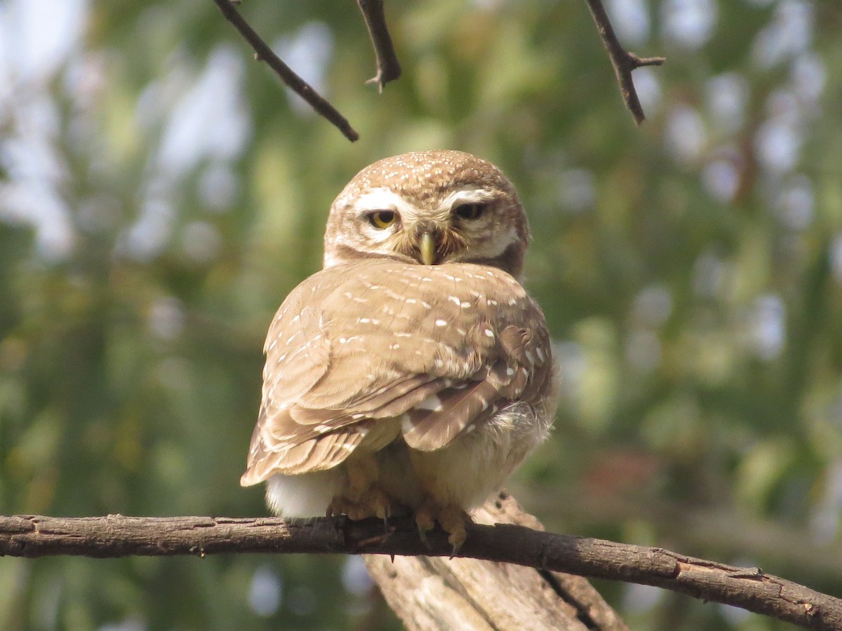 Spotted Owlet - ML617574930