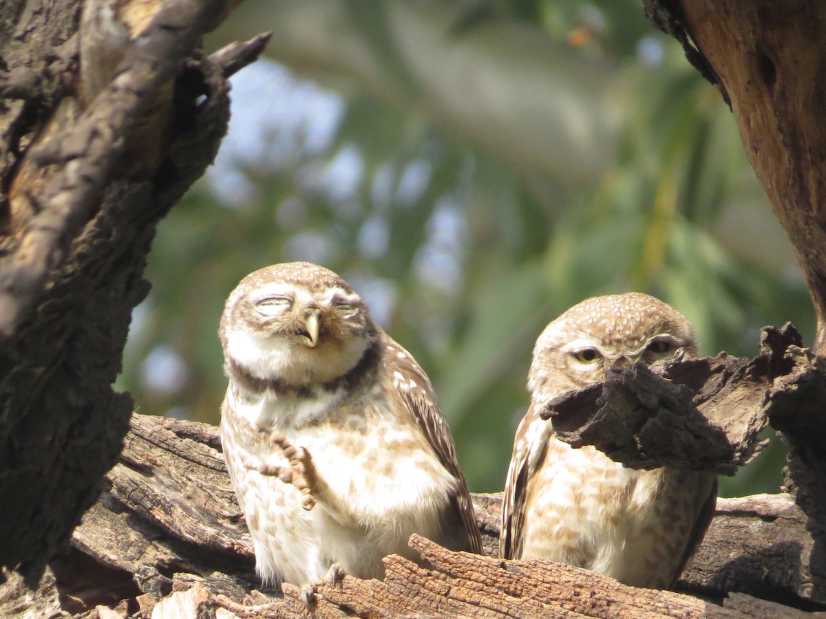 Spotted Owlet - ML617574932