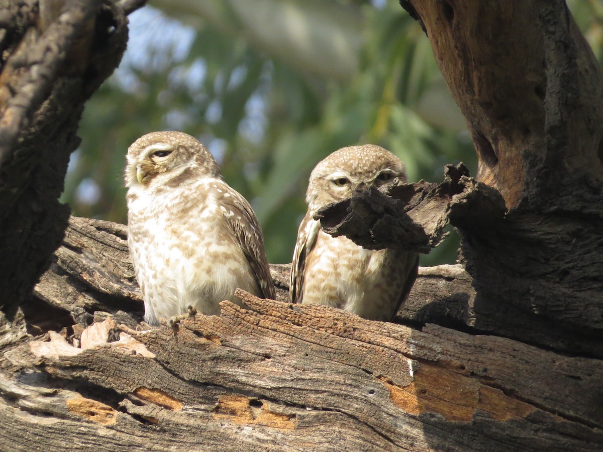 Spotted Owlet - ML617574934