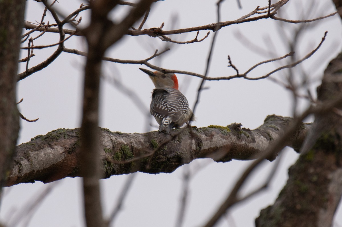 Red-bellied Woodpecker - ML617575038