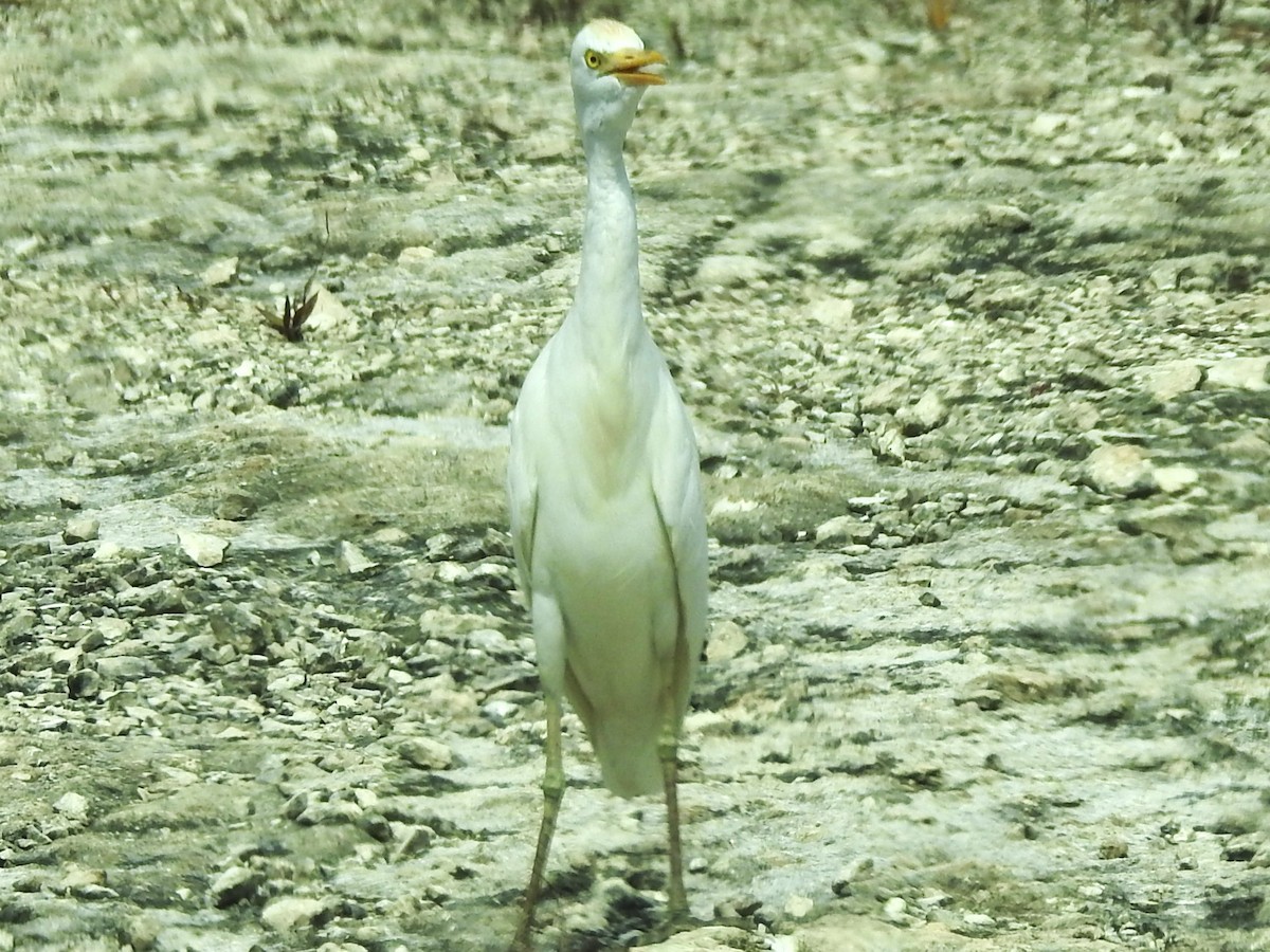 Египетская цапля (ibis) - ML617575040