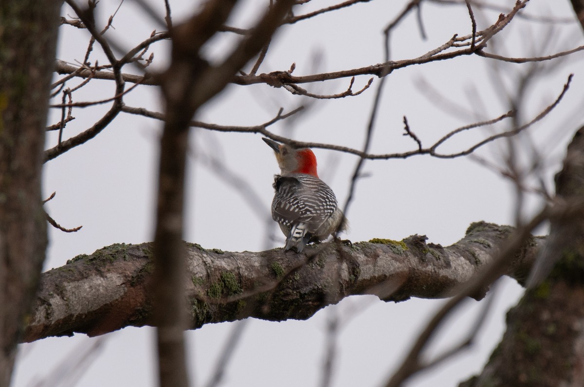 Red-bellied Woodpecker - ML617575048