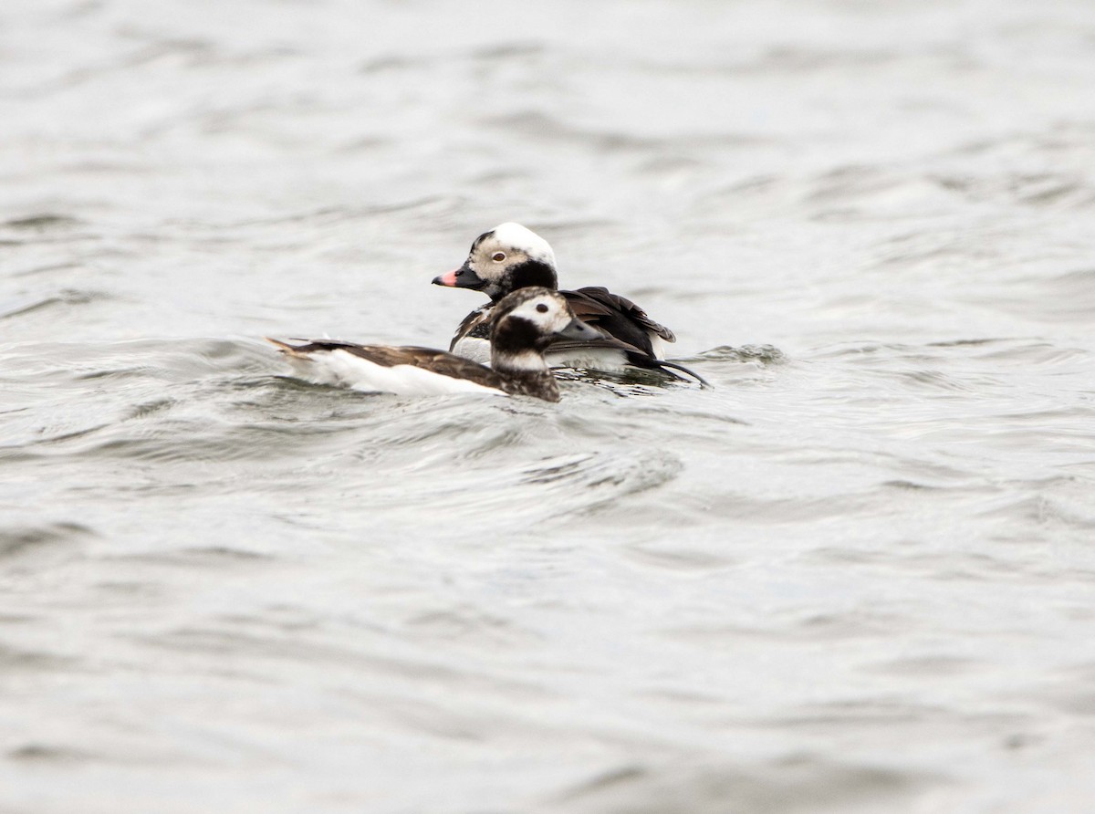 Long-tailed Duck - ML617575071