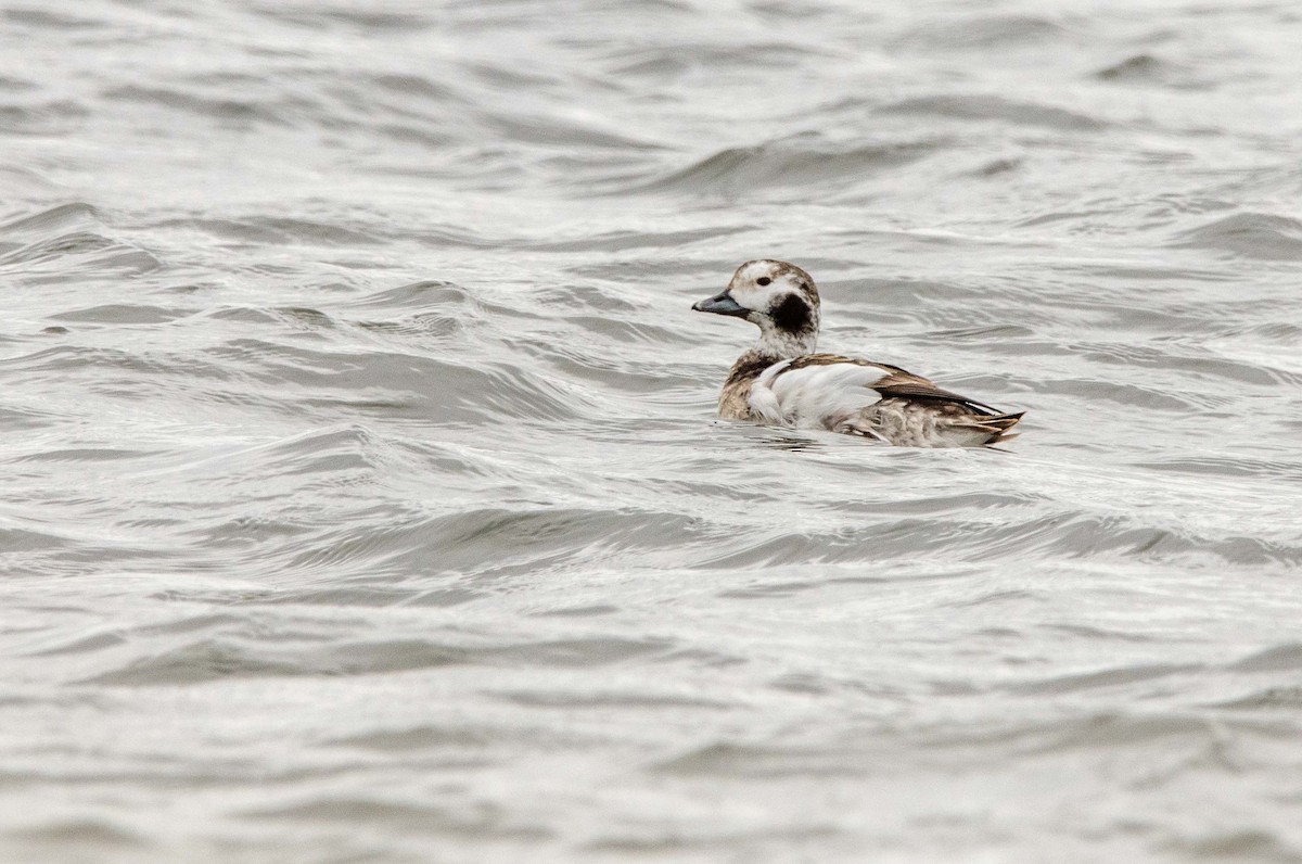 Long-tailed Duck - ML617575072