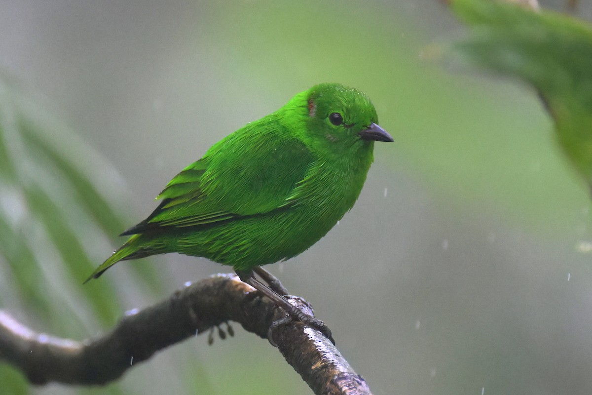 Glistening-green Tanager - Guy Lafond