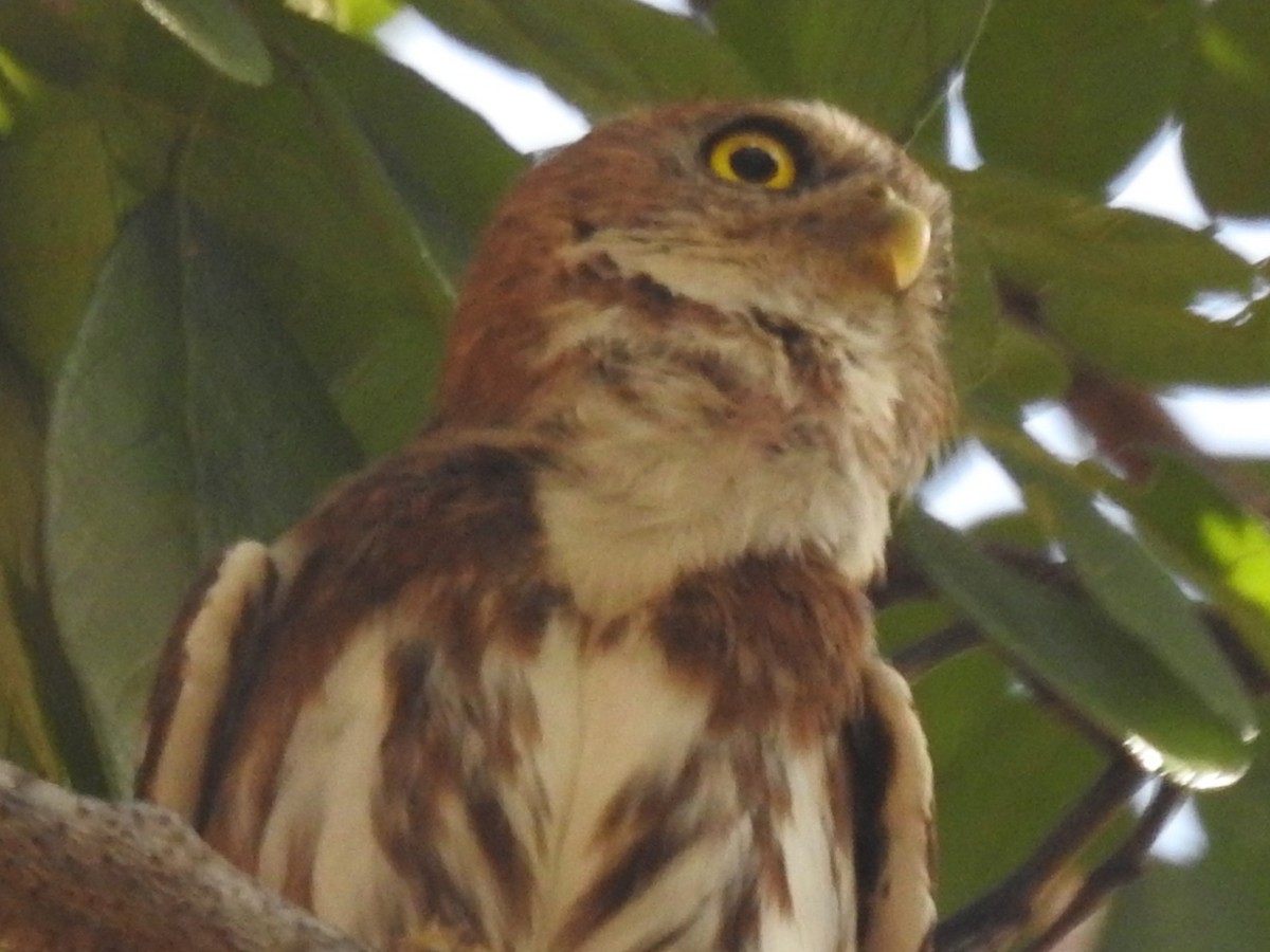 Ferruginous Pygmy-Owl - ML617575081
