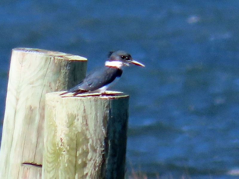 Belted Kingfisher - ML617575117
