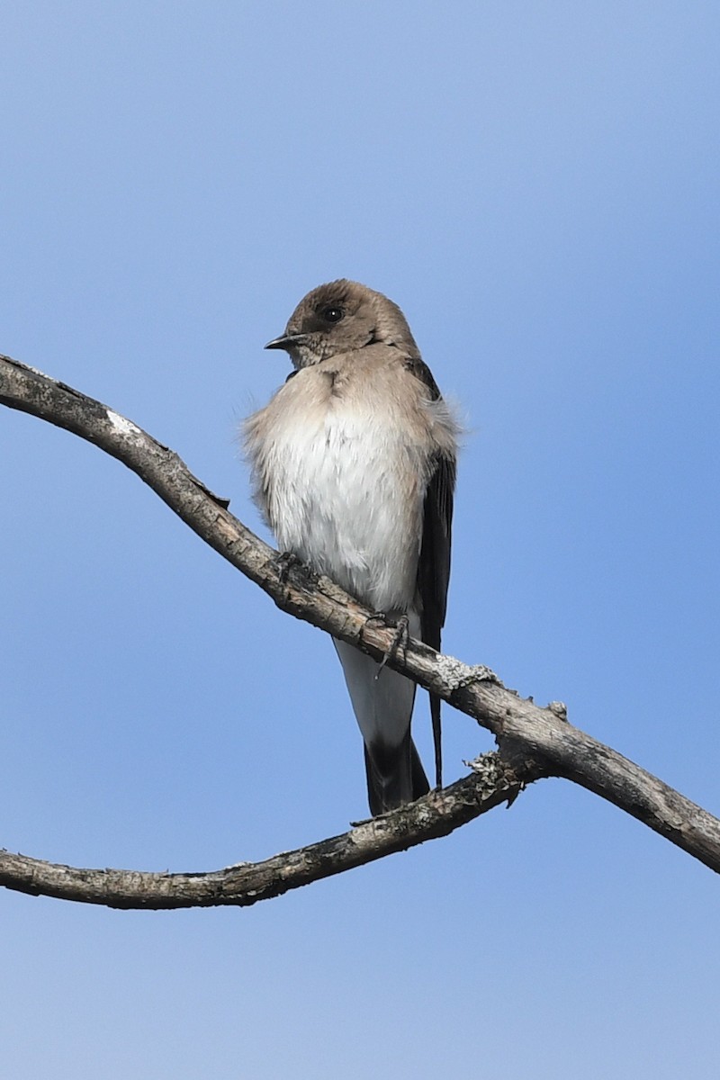 Northern Rough-winged Swallow - Pierre LeBlanc