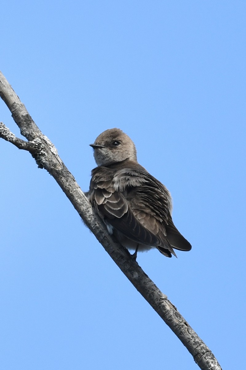 Northern Rough-winged Swallow - ML617575174