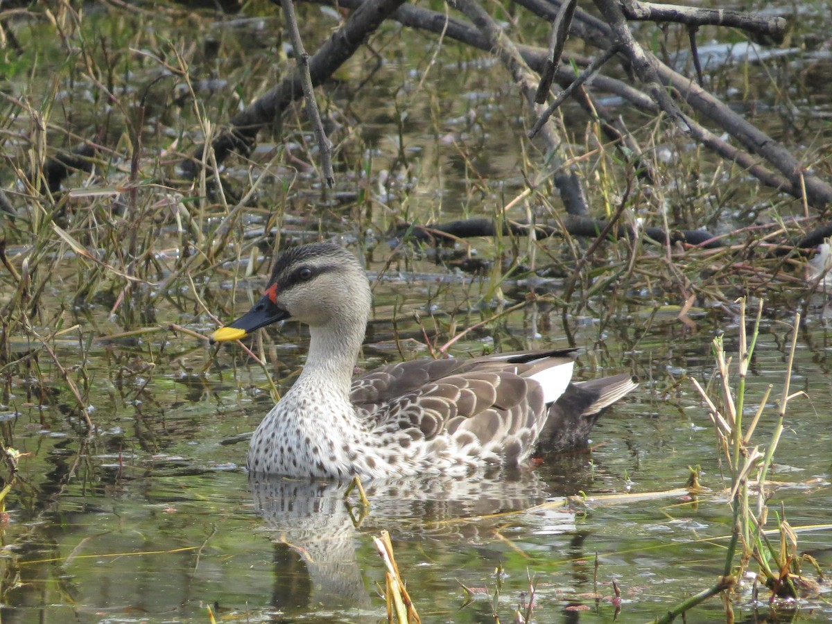 Indian Spot-billed Duck - Swansy Afonso