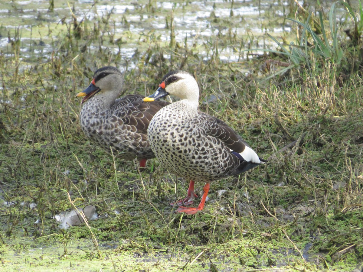 Indian Spot-billed Duck - ML617575185