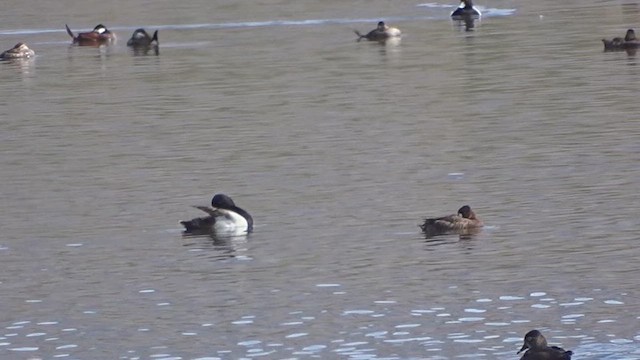 Greater Scaup - ML617575188