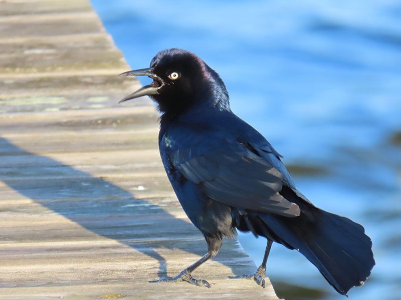 Boat-tailed Grackle - ML617575200