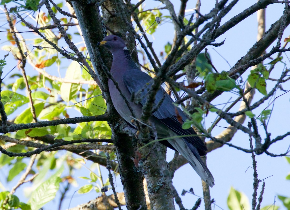 Band-tailed Pigeon - Kathy Hartman
