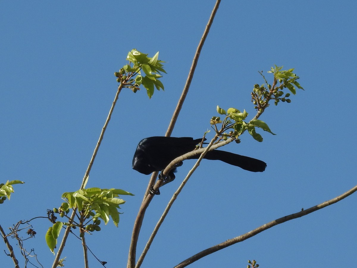Great-tailed Grackle - ML617575223